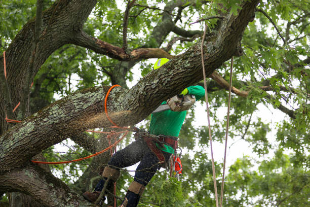 Professional Tree Removal Services in Hortonville, WI