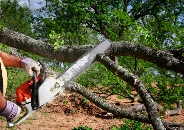 Leaf Removal in Hortonville, WI